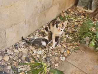 cat