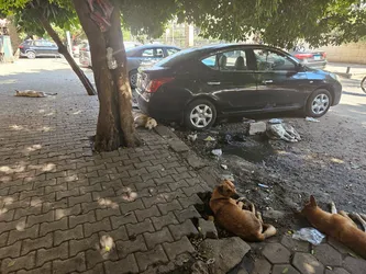dog